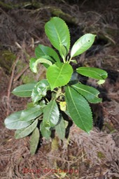 Bois d'oiseau - Claoxylon glandulosum - Euphorbiacée - B