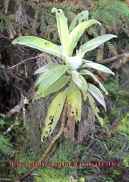 Bouillon blanc- Psiadia anchusifolia - Astéracée- B