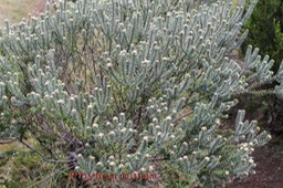 Branle bâtard -  Phylica nitida - Rhamnacée - I