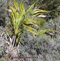 Canne marron - Cordyline mauritiana - Masc