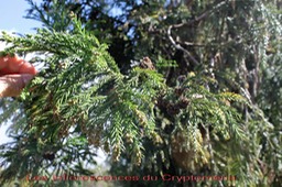 Cryptomeria japonica