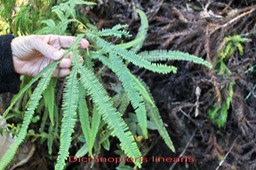 Dicranopteris linearis - Gleicheniacée - I