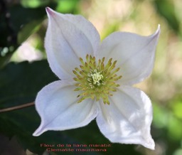 Fleur de la liane marabit- Clematite mauritiana