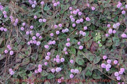 Herbe corail - Persicaria capitata ou Polygonum capitatum - Polygonacée - exo
