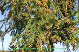 Inflorescences du Cryptomeria