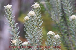 Inflorescences du Phylica nitida
