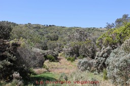 La diversité végétale