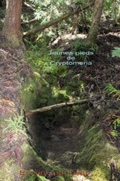 Le ravinement dans la forêt de Cryptomeria japonica