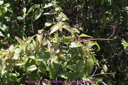 Liane marabit- Clematite mauritiana - Ranunculacée - I