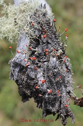 Lichens