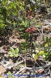 Petit Bois de rempart - Agarista buxifolia - Ericacée - B