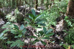 Petit Catafaille- Melicope simplex - Rutacée - B