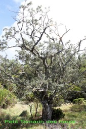 Petit Tamarin des haut - Sophora denudata - Fabacée - B