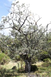 Petit Tamarin des hauts - Sophora denudata - Fabacée - B