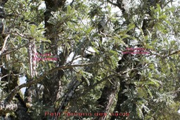 Sophora denudata - détails