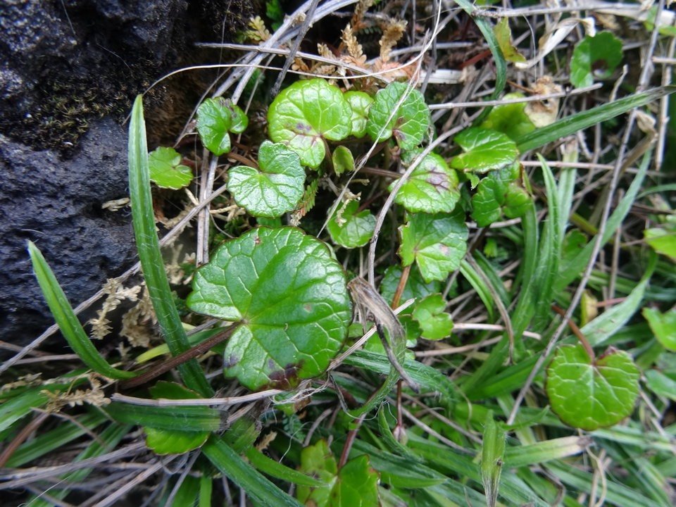 Centella asiatica - Cochlearia - APIACEAE - Indigène Réunion - DSC01816
