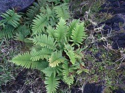 Ctenitis maritima - DRYOPTERIDACEAE - Endémique Mascareignes - DSC01829