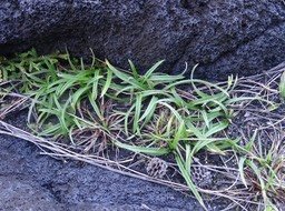 Fimbristylis cymosa - CYPERACEAE - Indigène Réunion - DSC01847