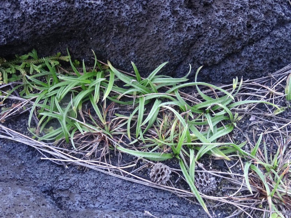 Fimbristylis cymosa - CYPERACEAE - Indigène Réunion - DSC01847