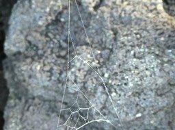 P1810387