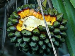 Pandanus utilis.vacoa bord de mer.(fruit et ses visiteurs gourmands )P1810420