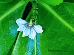 Scaevola taccada .manioc marron du bord de mer . goodeniaceae. indigène Réunion.P1810307