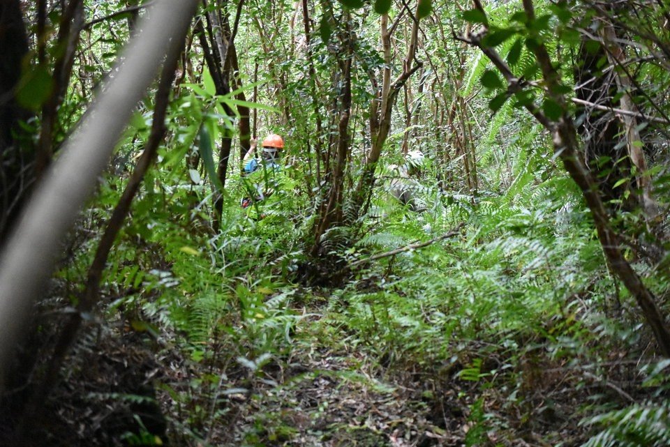 Terrible jungle
