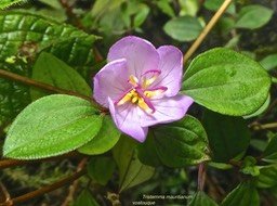 Tristemma mauritianum.voatouque.melastomataceae.indigène Réunion.P1810228