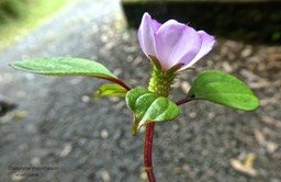 Tristemma mauritianum.voatouque.melastomataceae.indigène Réunion.