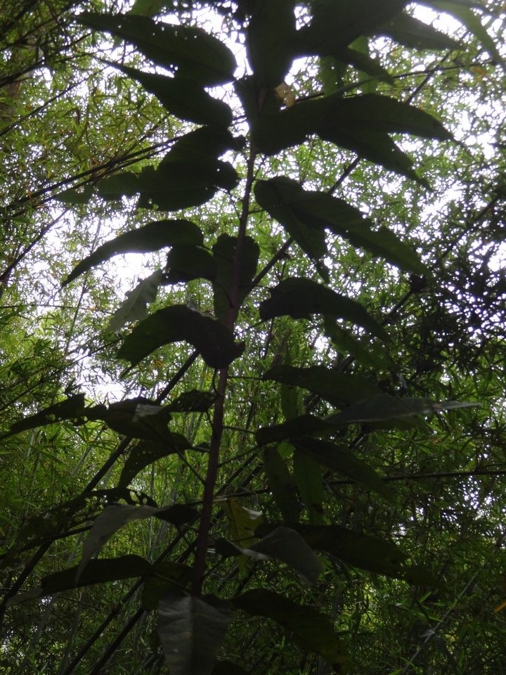 44 Dombeya punctata Mahot Sterculiacee  SC07143