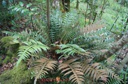 Blechnum attenuatum - Blechnacée- I