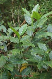 Bois de lait -Tabernaemontana - Apocynacée-B