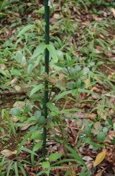 Bois de nèfle à petites feuilles- Eugenia buxifolia - Myrtacée- B