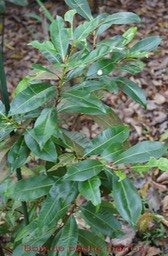Bois de pêche marron-Psiloxylon mauritiana- Myrtacée-BM