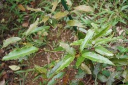 Bois de pomme rouge- Syzygium cymosum Myrtacée- BM