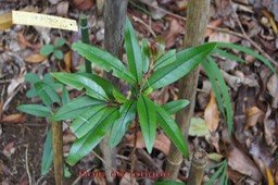 Bois de rongue- Erythroxylon sideroxyloides - Erythroxylacée - BM