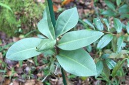 Bois de savon - Badula decumbens- Primulacée-B
