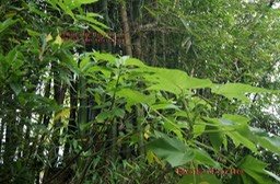 Bois de tension et Bois d'ortie