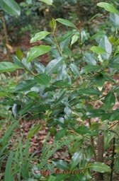 Café marron - Coffea mauritiana- Rubiacée - BM