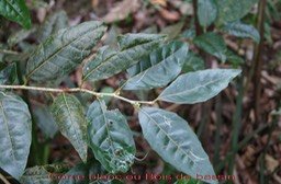 Corce blanc - Homalium paniculatum-Salicacée - BM