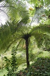 Fanjan mâle - Cyathea borbonica-Cyathéacée- I
