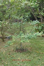 Ginkgo biloba - 2