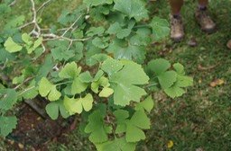 Ginkgo biloba