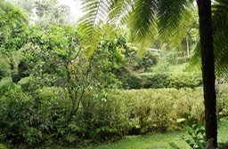 Le premier jardin-VH