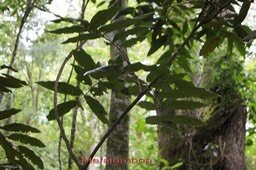 Mafatamboa- Cnestis glabra- Connaracée- I