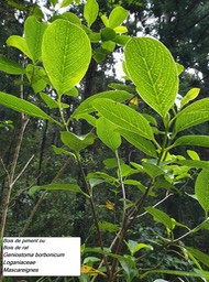 12- Geniostoma borbonicum