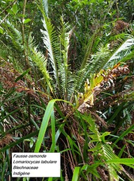 15- Blechnum tabulare