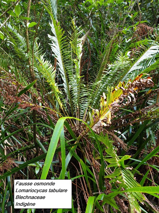 15- Blechnum tabulare