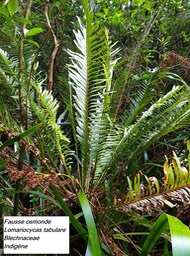 16- Lomariocycas tabulare