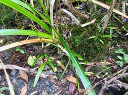 16. Benthamia spiralis (Thouars) A. Rich. Madagascar, La Réunion, Maurice IMG_3824.JPG